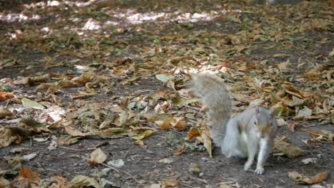 Close-up-of-beautiful-gray-squirrel-between-dead-leave-on-floor