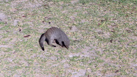 Mongoose-in-Etosha-National-Park