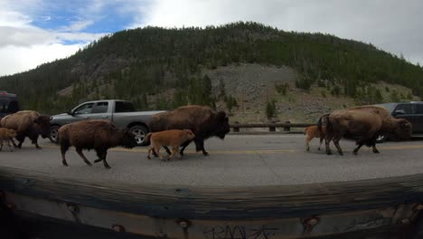 bison-herd-walking-down-road-in-yellowstone-traffic-closeup-wide-angle