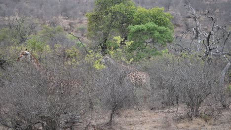 Jirafas-Salvajes-En-El-Parque-Nacional-Kruger,-Sudáfrica