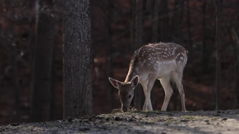 fallow-deer-grazing-on-edge-of-forest-ravine-paralax-rolling-camera-move