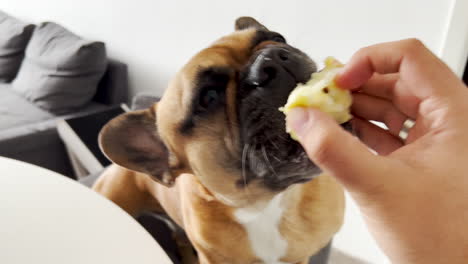 Eine-Person-Füttert-Die-Heimische-Französische-Bulldogge-Mit-Frischem-Obst