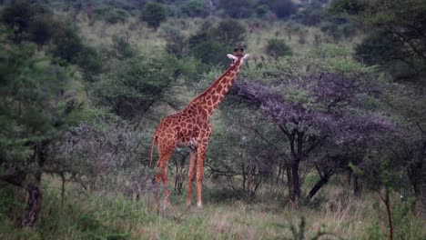 Peaceful-giraffe-grazing-on-a-tall-acacia-tree-in-the-wilderness-of-Africa,-savanna