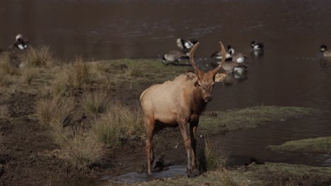 young-elk-bull-walks-through-muddy-stream-slomo