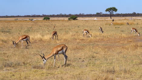 Springbok-gazelles-in-Etosha-National-Park
