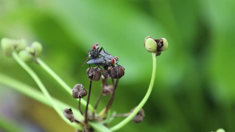 Two-flies-perched-on-a-plant