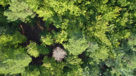 Topdown-View-Of-Dense-Forest-With-Lush-Foliage-Near-Witomino,-Poland