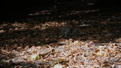 Nahaufnahme-Eines-Grauen-Eichhörnchens-Auf-Dem-Boden,-Das-Mit-Abgestorbenen-Blättern-Bedeckt-Ist