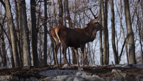 red-deer-buck-looks-away-from-you-in-autumn-forest-slomo