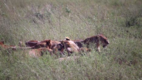 Pride-of-lioness-feasting-on-prey,-eating-dead-buffalo-in-the-grass
