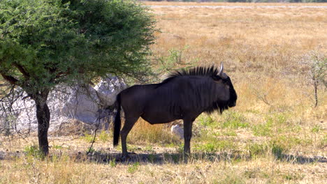 Blue-Wildebeest-in-Etosha-National-Park