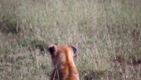 Steady-shot-of-a-lion-cub-from-behind,-tweaking-ears-in-tall-grass