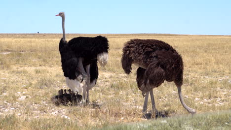 Ostriches-with-their-chicks-in-Etosha-National-Park