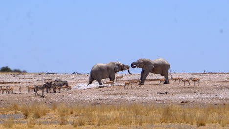 Elefantes-Rodeados-De-Cebras-Y-Gacelas-En-El-Parque-Nacional-De-Etosha