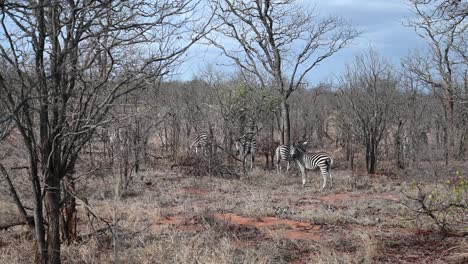 Las-Cebras-Salvajes-Se-Mezclan-Con-El-Paisaje-Salvaje-Del-Parque-Nacional-Kruger-En-Sudáfrica