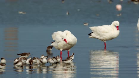 Wilson-phalaropes-and-coscoroba-swans-in-a-lake