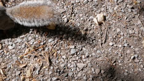 Closeup-gray-squirrel-runs-away-on-foor-with-pebbles-and-dead-leaves,-autumn