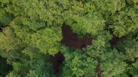 Vista-De-Drones-De-Arriba-Hacia-Abajo-De-Las-Copas-De-Los-árboles-En-Un-Bosque-Denso