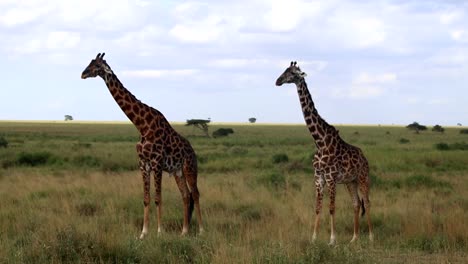 Two-giraffes-standing-still-on-the-savanna,-the-tallest-animal-on-earth,-with-a-majestic-long-neck