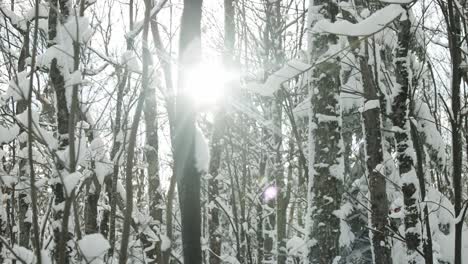 Sonnenlicht-Im-Winterwald---Zeitlupe