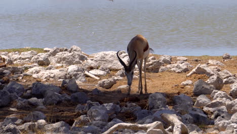 Springbok-gazelles-in-Etosha-National-Park