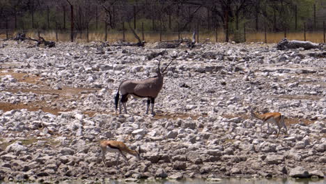 Gemsbok-Oryx-En-El-Parque-Nacional-De-Etosha