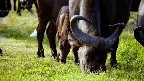 Close-Up-Of-Wild-Big-Buffalo-With-Large-Horns-Grazing-In-Green-Meadow-Near-His-Flock