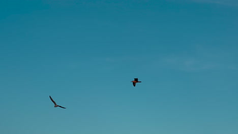Pájaros-Volando-Contra-El-Cielo-Azul-En-Verano