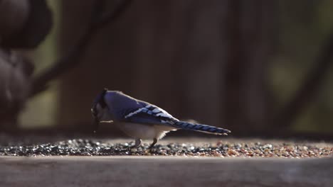 Arrendajo-Azul-Comiendo-Alpiste-En-El-Comedero-Para-Pájaros-Slomo
