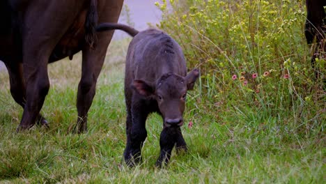 Kleiner-Süßer-Babybüffel,-Der-In-Der-Nähe-Seiner-Mutter-Auf-Grünem-Gras-Springt