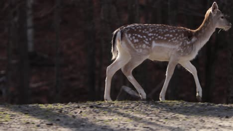 fallow-deer-running-on-forest-ravine-edge-slomo-side-tracking-shot