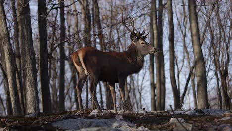 Red-Deer-Buck-Sieht-Sie-An,-Während-Blätter-Im-Windigen-Wald-Slomo-Epos-Vorbeifliegen