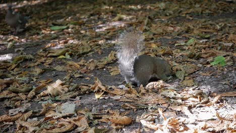 Nahaufnahme-Des-Grauen-Eichhörnchens-Auf-Der-Suche-Nach-Nahrung