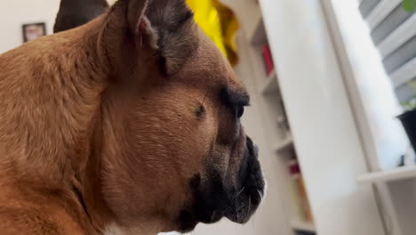 Extreme-Seitenansicht-Einer-Französischen-Bulldogge,-Die-Sich-Drinnen-Die-Lippen-Leckt