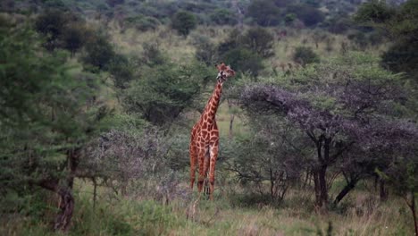 Einsame-Hungrige-Giraffe,-Die-An-Einem-Heißen-Tag-Von-Einem-Kleinen-Akazienbaum-Isst