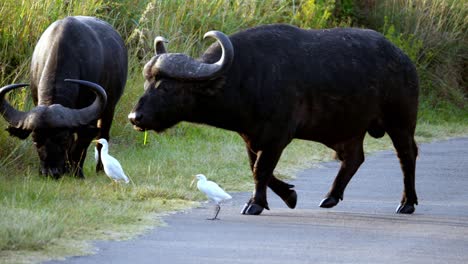 Riesiger-Wilder-Büffel,-Der-Die-Straße-überquert,-Während-Er-Gras-In-Der-Nähe-Von-Weißen-Vögeln-Kaut