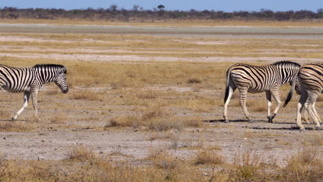 Zebras-in-Etosha-National-Park