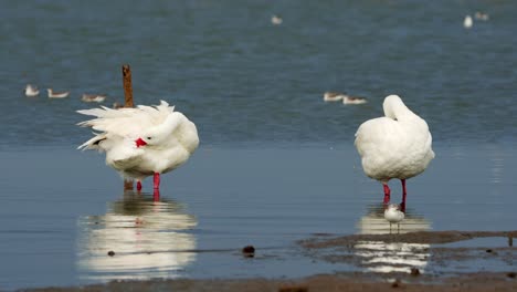 Dos-Cisnes-En-Un-Lago-Con-Luz-Matutina