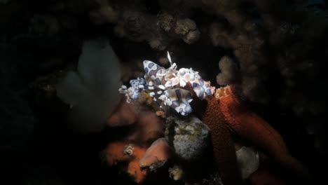 Ein-Paar-Harlekingarnelen-Frisst-Die-Beine-Eines-Seesterns-Am-Great-Barrier-Reef