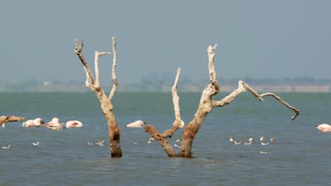 Blick-Auf-Einen-Toten-Baum,-Der-Im-Mar-Chiquita-See-Mit-Flamingos-Steht