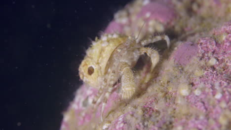 Small-hermit-crab-walking-on-the-sea-floor