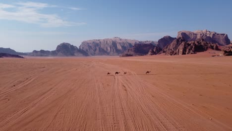 Luftaufnahme-Einer-Kamelfamilie,-Die-Durch-Die-Wadi-Rum-Wüste-In-Jordanien-2-Geht