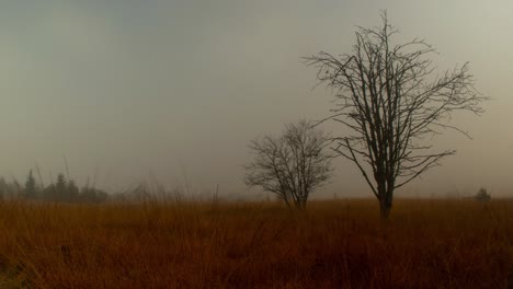 Mist-flowing-above-plains-with-silhouette-of-trees,-time-lapse-view
