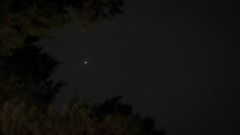 Ramas-De-árboles-Con-Estrellas-En-Movimiento-En-La-Noche-En-El-Cielo-Oscuro