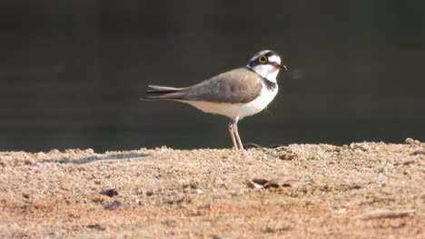 Little-ringed-plover-in-lake-
