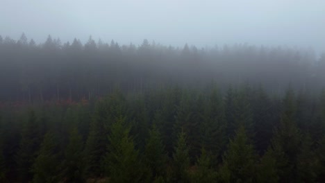 Pine-tree-forest-covered-with-thick-mist-layer,-aerial-drone-fly-away-view