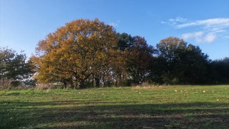 -The-resolution-is-the-cinema-4k-4096x2304--Autumn-Tree-and-Sunny-day--Yellow-and-orange-tree