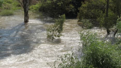 River-flood-water-overflows-banks-and-inundates-shoreline-trees