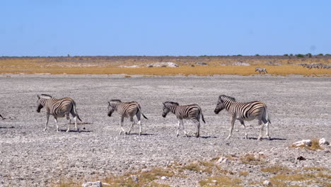 Zebras-in-Etosha-National-Park