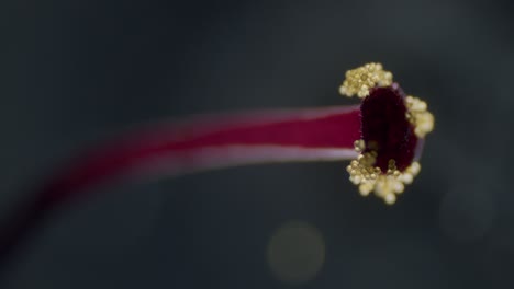 Pollen-Auf-Abutilon-Blüte-Narbe-Mikroskopische-Ansicht-Fokusrampe-Seichtes-Tiefenfeld